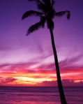 hawaii retreat palm
